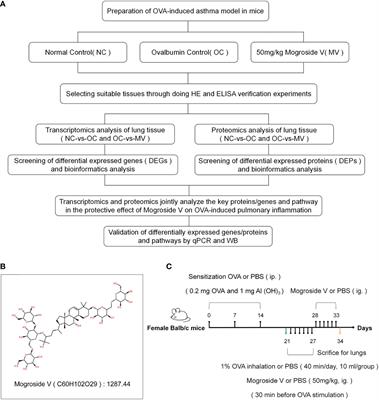 A Combined Transcriptomic and Proteomic Approach to Reveal the Effect of Mogroside V on OVA-Induced Pulmonary Inflammation in Mice